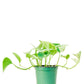 Pothos 'Marble Queen', Small