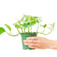 Pothos 'Marble Queen', Small