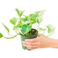 Pothos 'Marble Queen', Small