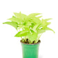Neon Pothos, Small