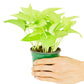 Neon Pothos, Small