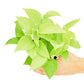 Neon Pothos, Small