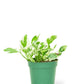 Pothos 'Pearls and Jade', Small