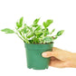 Pothos 'Pearls and Jade', Small