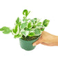 Pothos 'Pearls and Jade', Small