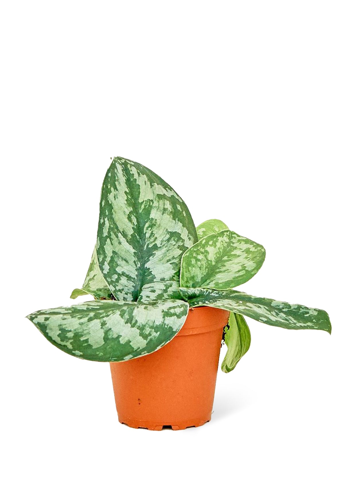 Silver Pothos 'Exotica', Small