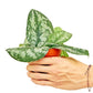 Silver Pothos 'Exotica', Small