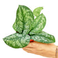Silver Pothos 'Exotica', Small