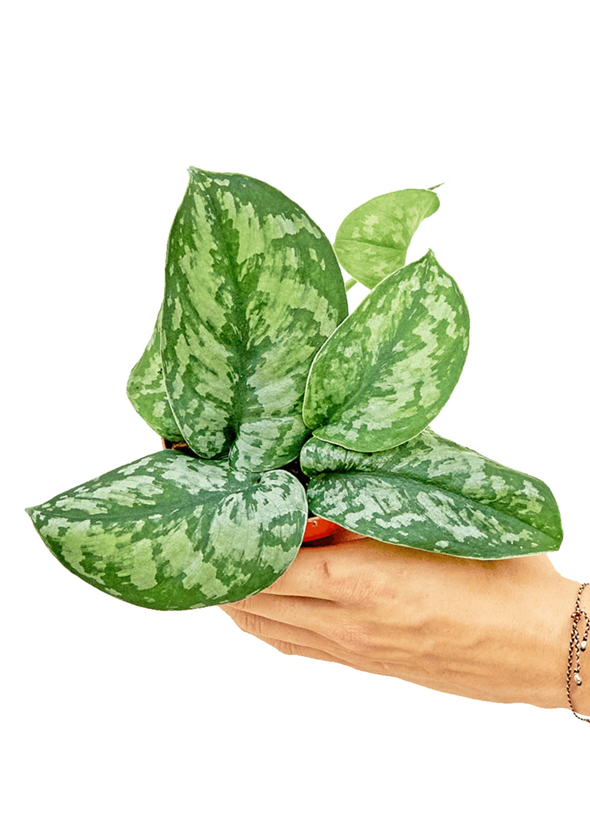 Silver Pothos Exotica Small Heather Mountain Creations Silver pothos exotica small heather mountain creations
