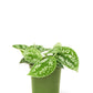 Scindapsus 'Silvery Ann', Small