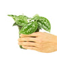 Scindapsus 'Silvery Ann', Small