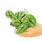 Scindapsus 'Silvery Ann', Small