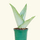 Moonshine Snake Plant, Small