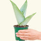 Moonshine Snake Plant, Small