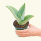 Moonshine Snake Plant, Small