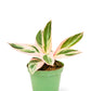Stromanthe 'Triostar', Small