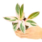 Stromanthe 'Triostar', Small