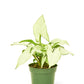 White Arrowhead Plant, Small