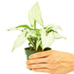 White Arrowhead Plant, Small
